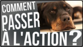 procrastination passer l'action action rêve projet apprendre réussir réussite succès procrastiner paresse anglais marathon chien